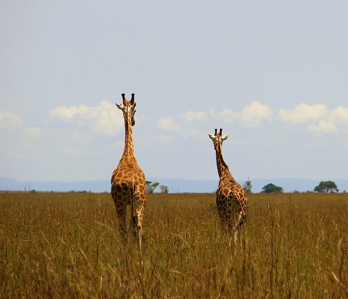 africa verano uganda 2008 murchisonfallsnationalpark eastafrica flaga giraffacamelopardalisrothschildi canonps rothschildgiraffe jirafabaringo parquenacionalcataratasmurchison