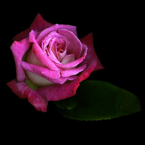 WIND-DAMAGED, duotone garden rose by magda indigo