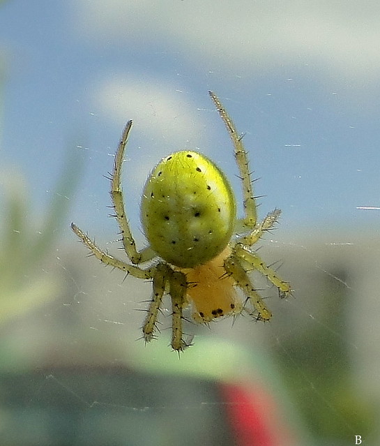 This spider is the first time in my garden