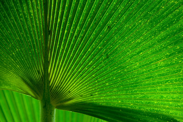 Palm leaf backlit