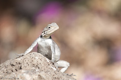 A female Red-headed agama in Tsavo West