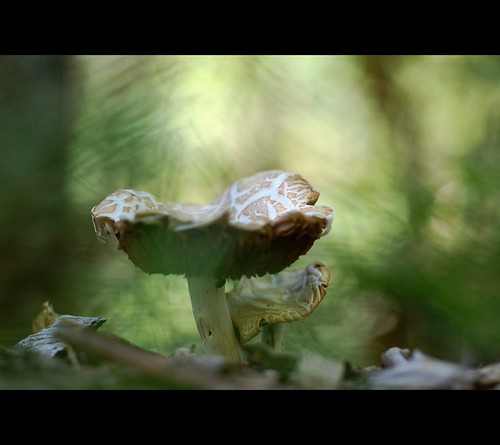 Springtime Agrocybe | by ~Mike Potts Photography~