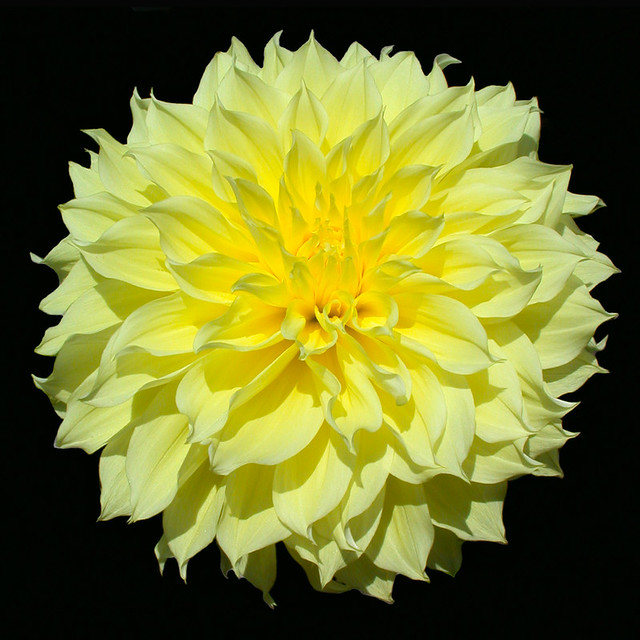 Giant Dahlia Flower - C95-8-09-10DSCN7791_61391