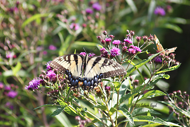 Butterfly Eastern Tiger Swallowtail