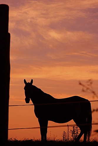 Toscane   6.15 AM by rondendikken, sunrise in Toscanesummer italy horse sun sunrise vakantie zomer toscane zon italie paard