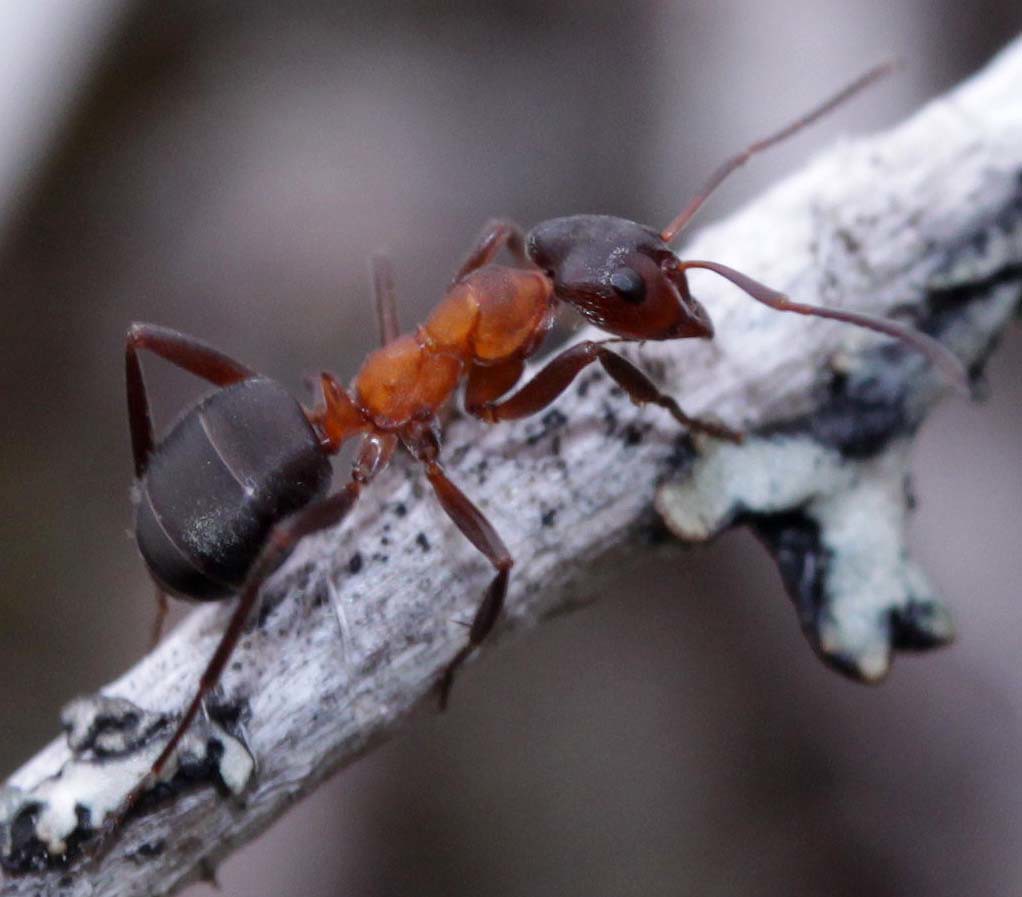 narrow-headed ant Formica exsecta (Formicidae)