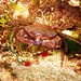 Velvt Swimming Crab eating a winkle