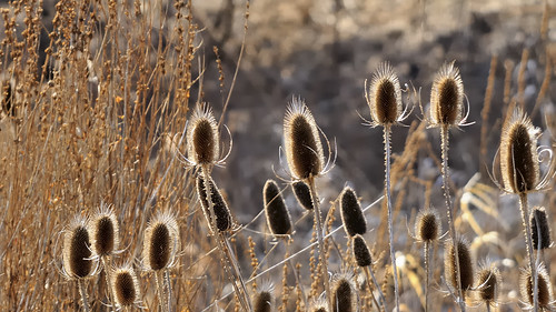 nikond300 sigma50500mm1463apodghsmex edk7 2009 canada ontario mississauga davidsontrail creditvalleytrail meadowvaleca wildteasel dipsacusfullonum wild nature city urban park plant flower winter landscape country countryside field cityscape rustic texture