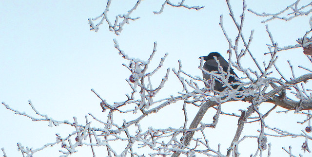 Grey Crow on a frozen tree branch
