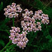 Flickr photo 'J20160707-0017—Achillea millefolium 'Sierra Pink'—RPBG—DxO' by: John Rusk.