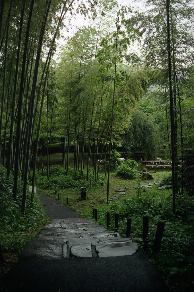 bamboo path by Luno_Luno
