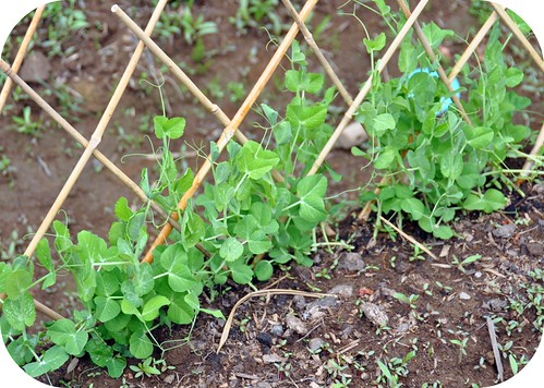 Peas | by Rosina Huber