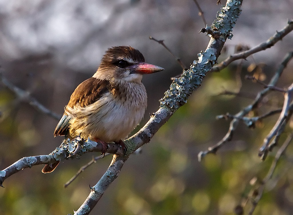 Brown-hooded Kingfisher - South Africa