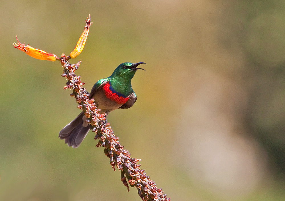 Southern Double-collared Sunbird - South Africa