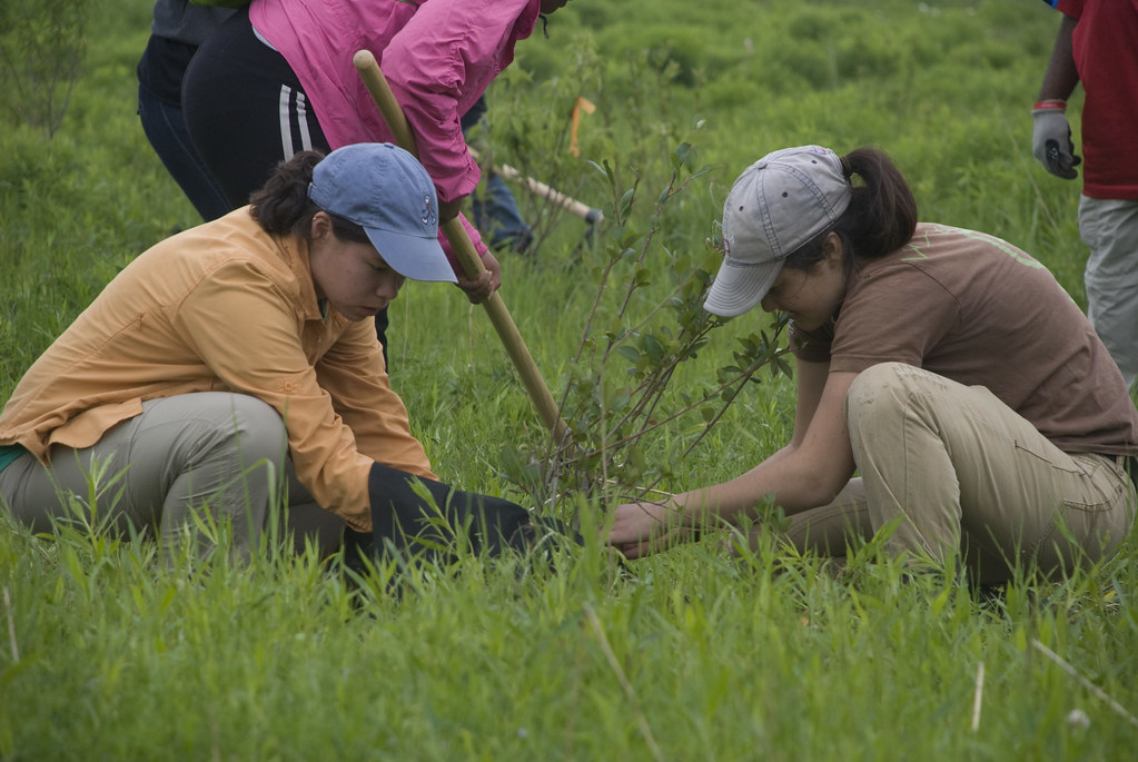 CIP Students planting trees
