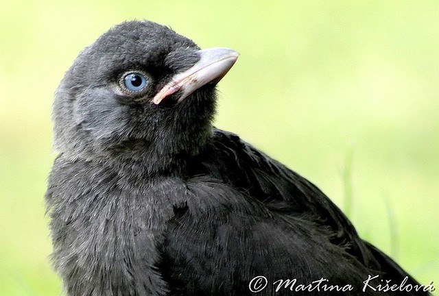 Face of a jackdaw
