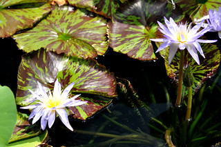 Flowers in water