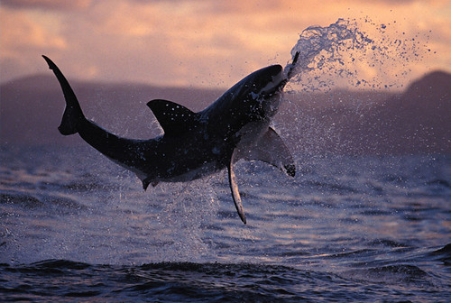 Shark Week! | by Brick and Mortar