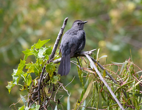 Gray Catbird | by Podoces
