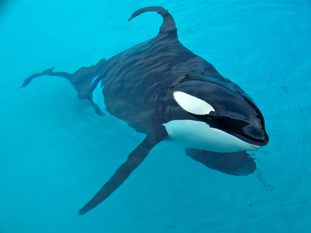 100_6174 Shamu - The Orca DOLPHIN
