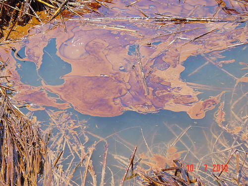 Oil in Louisiana Marshes