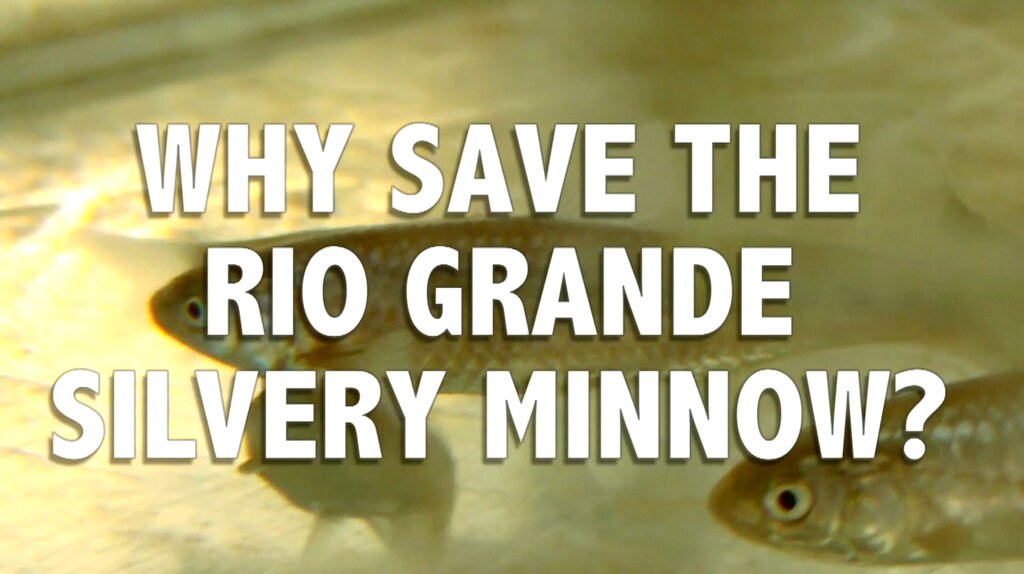 NATURE, Why Save the Rio Grande Silvery Minnow?, New Mex…