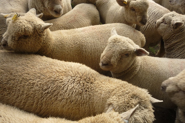 Vous savez pourquoi on trouve de la laine vierge ?? c'est parce-que le moutons courent plus vite que les bergers