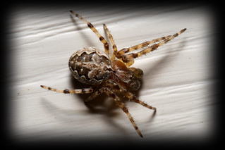 This spider was my main photo victim...
