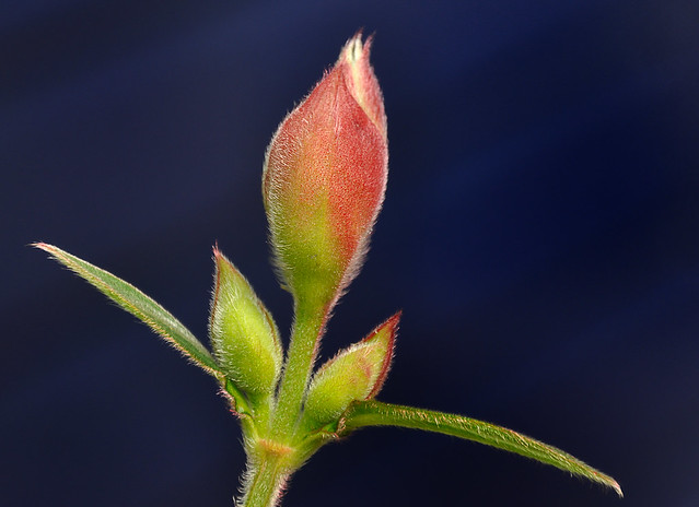 Veelbelovende bloemknop - Promising flower bud