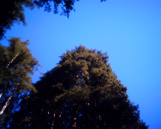 redwood tree feb2011