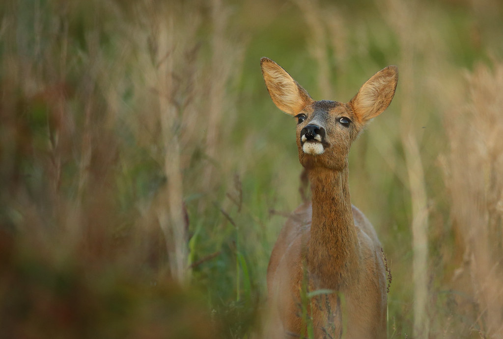 Norway Roe Roe Deer | Southern Norway Archive shot from last year. | Fredrik Stige ...