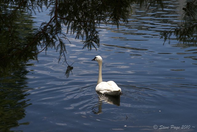 ~ Trumpeter Swan ~