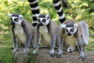 Lemurs waiting for food | by corneliuscz