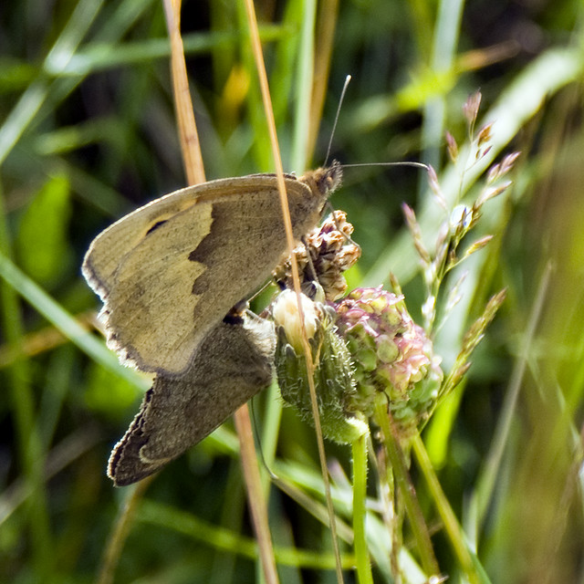 Pair of Small Heath Moths