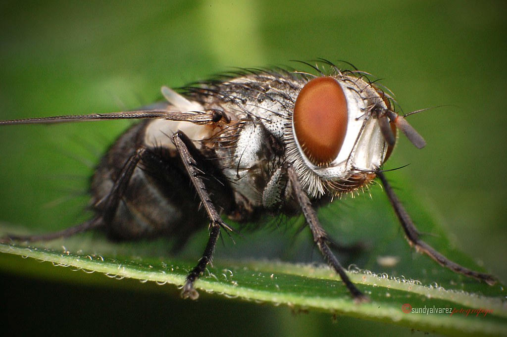 white faced fly [EXPLORED] | tachinid sundylicious ©All righ… | Flickr