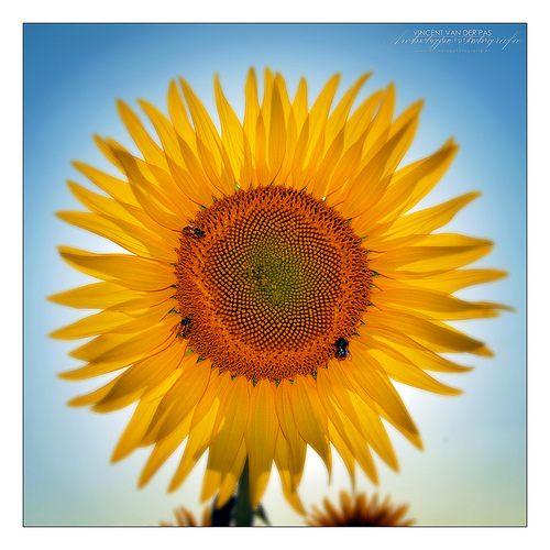 sunflower 1 by adventuregirl!
