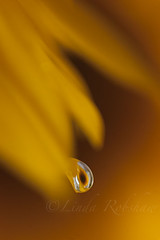Sunflower through a raindrop