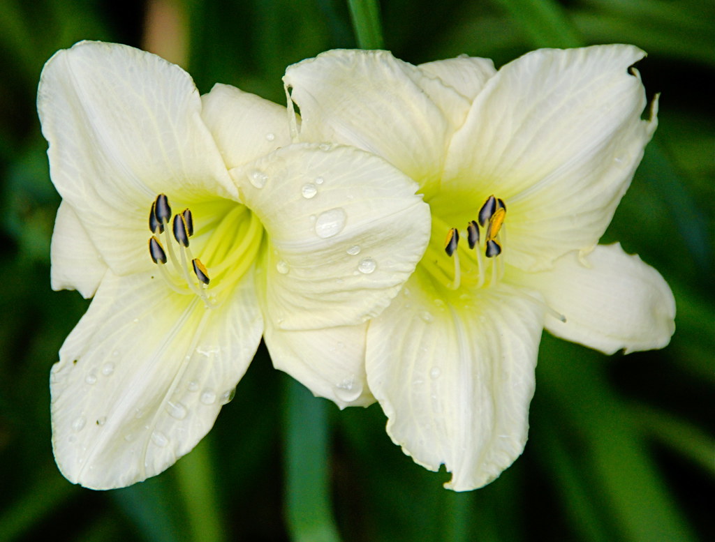 Close-To-White Lilies | There are quite a few of these lilie… | Flickr