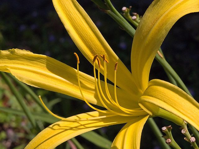 Yellow-Day-Lilly