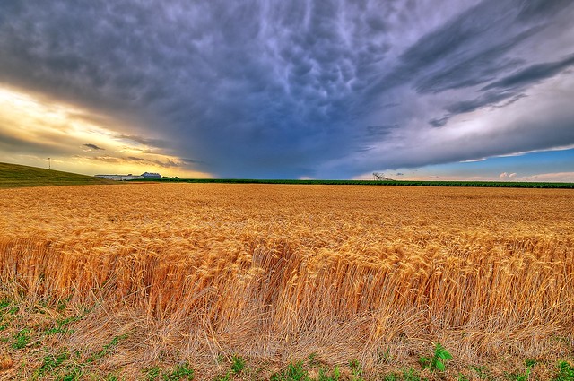 Kansas Wheat in Late Summer Storm