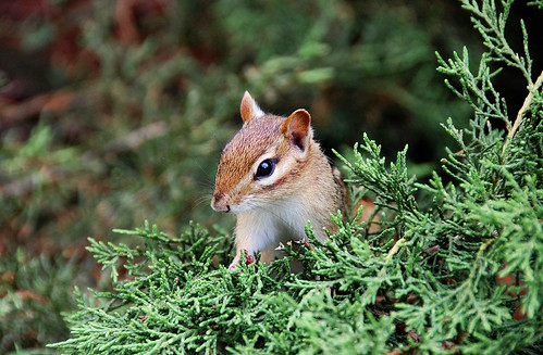 Peek | by elli 2013