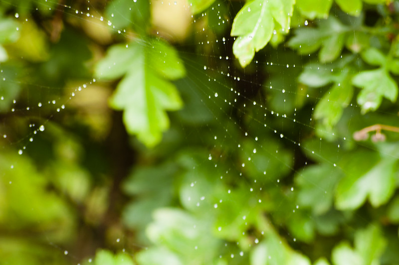 Spider's web