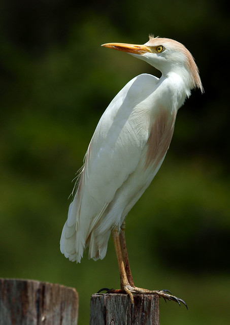 Bubulcus ibis 27.02.10