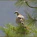 Flickr photo 'Osprey  pandion haliatus' by: funpics 47.