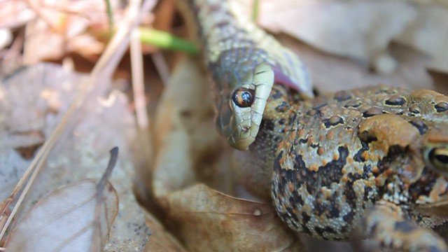 Garter Snake vs Toad
