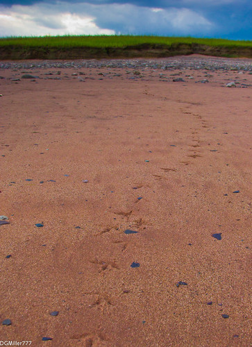 canada bird beach grass clouds bay sand novascotia stones ns footprints noel bayoffundy