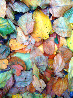 leaves | carla kurt | Flickr