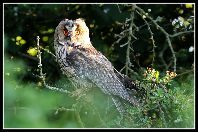 IMG_0003 Long-eared Owl