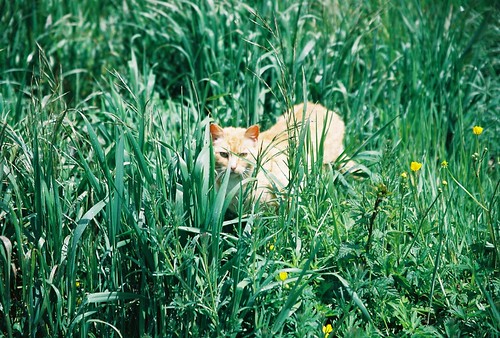 A Cat In The Grass by Chriss Pagani