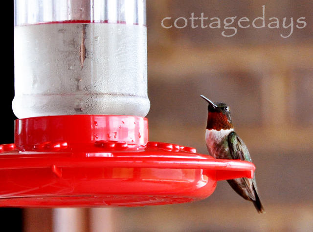 male hummer